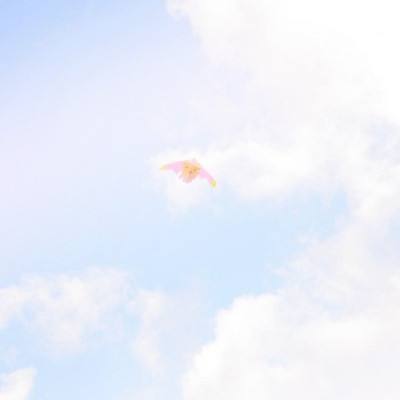 神奇动物在这里手游下载